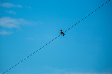 Kr&aring;ka sitter p&aring; elledningar