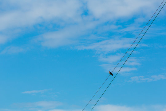 Kr&aring;ka sitter p&aring; elledningar