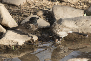 two Red-vented Bulbul that sit on the edge of the pond and drink water