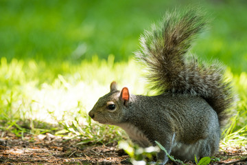 Squirrel in the Grass looking for Food 
