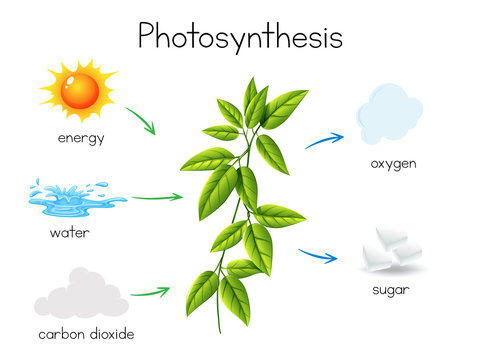 A Vector of Plant Photosynthesis