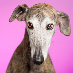 Greyhound pink portrait retrato galgo rosa