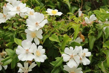 Beautiful Rosa Laevigata white flowers