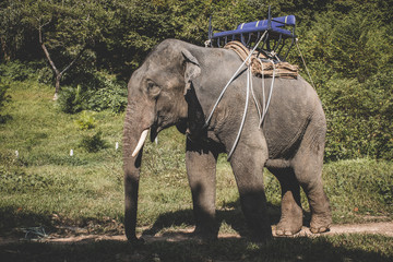 Elephant worker