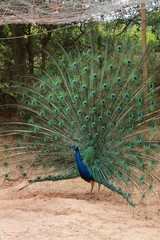 Obraz premium Peacock with open tail on a farm