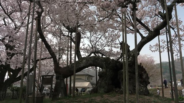 Jindaizakura, Oldest Cherry Tree in Japan