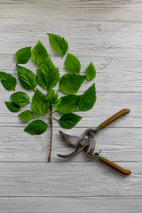 A garden secateur and green leaves on a white rustic wooden background. Green Tree. Pruning plants in the garden. Gardening, creative concept. Top view.