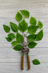 A tree from a garden pruner and green leaves on a white rustic wooden background. Pruning plants in the garden. Gardening, creative concept. Top view.