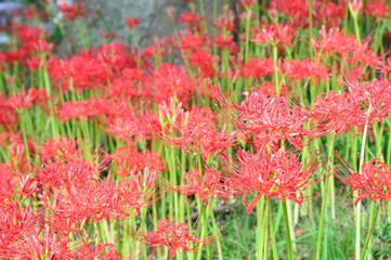 彼岸花（リコリス　ラジアータ）5