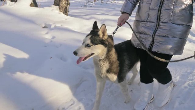 Beautiful woman and small child walking in winter forest with of husky dog. Happy young mother with daughter in the winter park with huskies dog. Friendship pet and human. Siberian husky dog in snow
