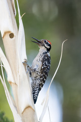Nuttall's Woodpecker perched vertical on yucca stalk 