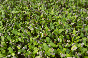 View of sunflower germinating plants from a seedbed indoor.young plant seeding in soil,side view selective focus