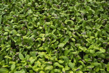 View of sunflower germinating plants from a seedbed indoor.young plant seeding in soil,top view view selective focus