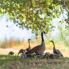 A family of geese in the grass relaxing 