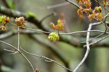芽吹いたばかりの若葉
