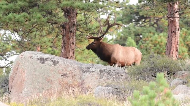 Large Bull Elk  Observing Its Surroundings