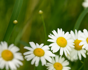 Daisy flower (bellis perennis) with green natural background ideal for greeting card, screen saver, cell phone screens. Selected focus, narrow depth of field © Marco