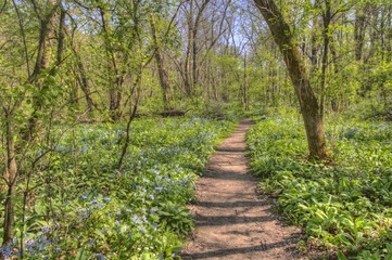 Fototapeta na wymiar Carley State Park is a Rural area northwest of Rochester, Minnesota with Bluebells in late Spring