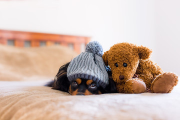 Small dog on a bed with a teddy bear