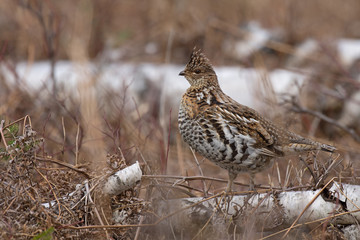 Gélinotte huppée sur un bouleau mort