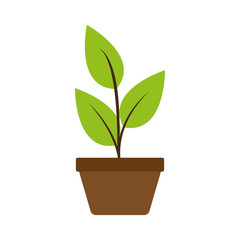 Plant in pot vector illustration graphic design