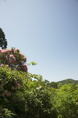 初夏新緑風景