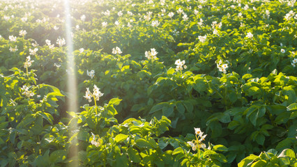 Potato field at sunrise. Green field of blooming potatoes.