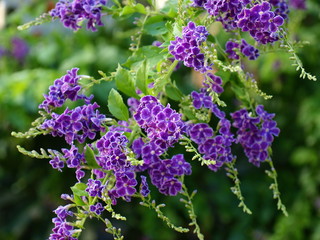 デュランタ・レペンス咲く季節