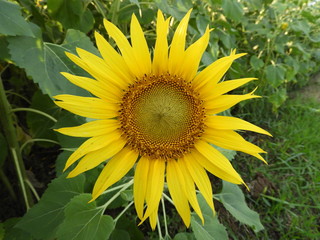 Obraz premium sunflower also called as Helianthus annuus