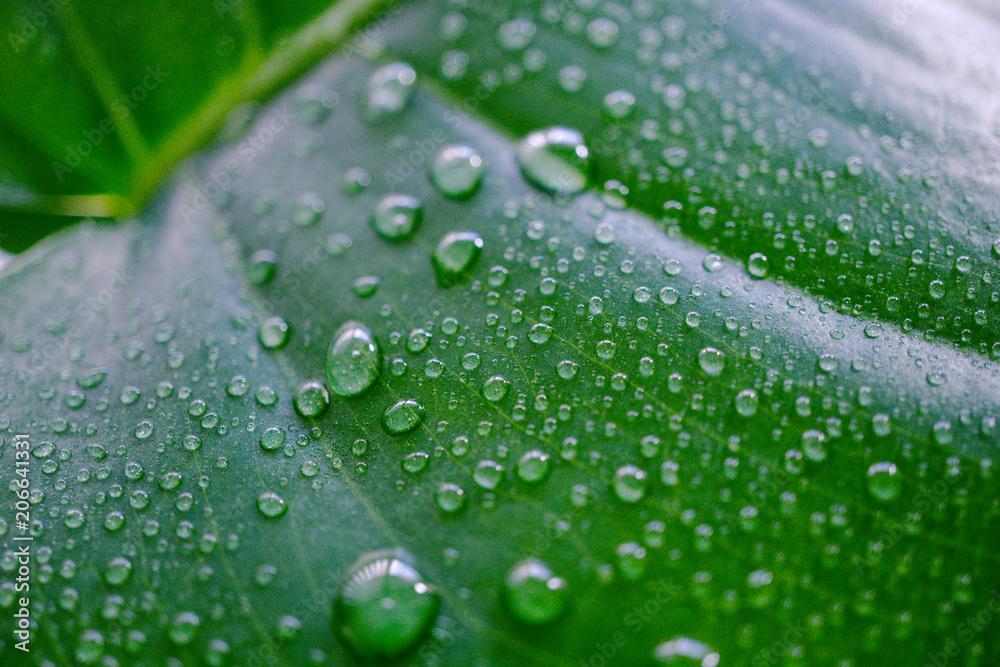 Wall mural Water Drops on Green Leaf