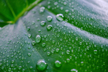 Water Drops on Green Leaf