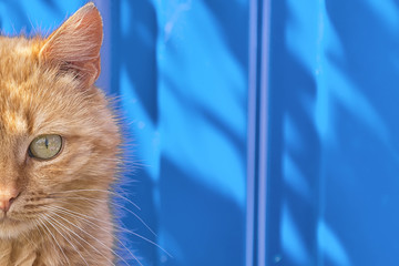 homeless red cat sitting on a blue background