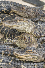 American alligator (Alligator mississippiensis)