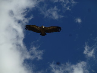 Rapaces en Hoces del Río Duratón, parque natural en Sepulveda, Segovia (Castilla y Leon, España) 