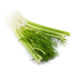 Fresh organic fennel isolated on a white background