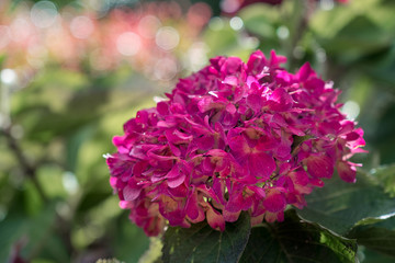 hydrangea bloom