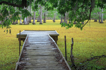 Cypress Swamp Dock Landing