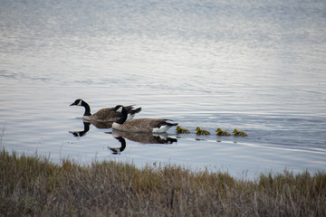 Swimming Canadian Goose Family