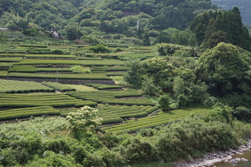 熊本五木村のお茶畑の風景