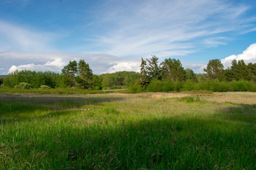A Quiet Meadow on a Sunny Day