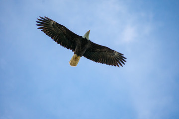 Bald Eagle Soaring