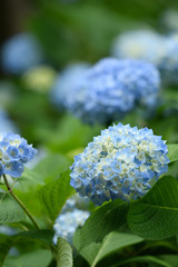 紫陽花