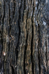 Obraz premium Wood texture old grunge background