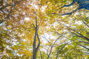 Autumn tree colorful leaf forest