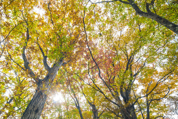 Autumn tree colorful leaf forest
