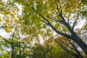 Autumn tree colorful leaf forest