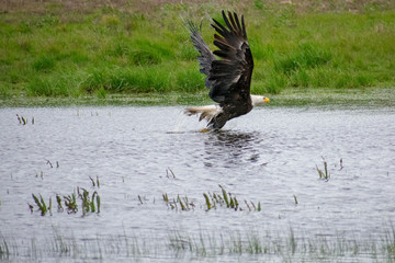 Bald Eagle Bathing in Puddle