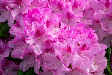 Rhododendron Blooming in Spring