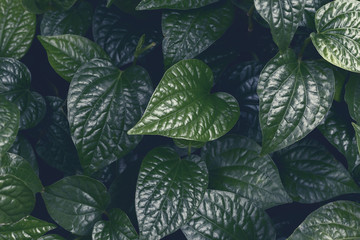 Top view of green leaves for background