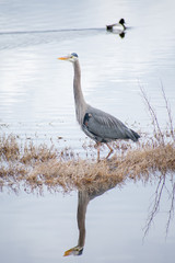 Great Blue Heron with Reflection